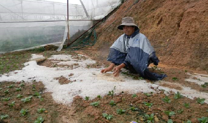 Lâm Đồng: Nhiều diện tích cây trồng bị hư hại do mưa đá