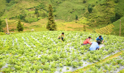 Rau trái vụ 'hái' tiền, bà con vùng cao hăng say mở rộng diện tích
