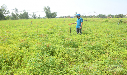 Trồng xen, luân canh mì cho hiệu quả gấp 3 lần độc canh
