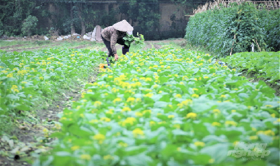 Tăng tốc vào vụ đông﻿