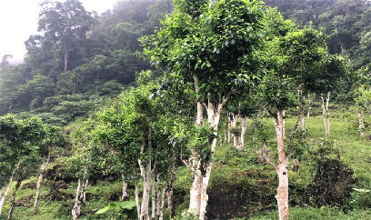 Bạt ngàn những vùng chè cổ xứ Tuyên