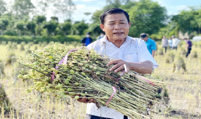 Đồng Tháp: Tuyển chọn 2 giống mè chất lượng cao để nhân rộng cho nông dân