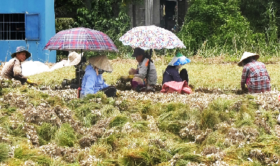Củ kiệu giảm giá, nông dân vẫn lãi cao