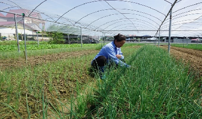 Thái Nguyên gấp rút chuẩn bị sản xuất vụ xuân 2024