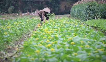 Hà Nội đặt mục tiêu hơn 29.600 ha vụ đông 2022