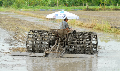 Nắng nóng thuận lợi cho thu hoạch lúa đông xuân