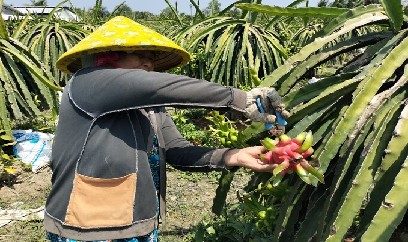 Nông dân ĐBSH 'chạy đua' gieo cấy sau đợt rét kỳ lạ