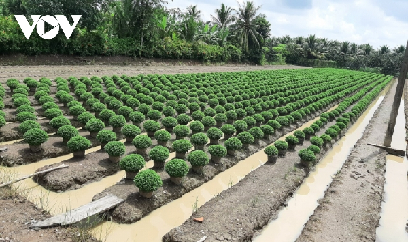 Nông dân Tiền Giang gieo trồng vụ hoa Tết 'nhỏ giọt'