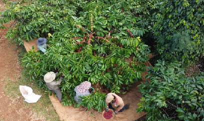 Không tăng diện tích cà phê, tập trung tái canh
