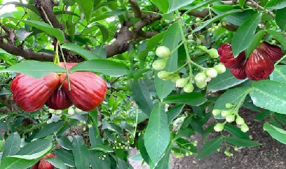 Giống mận hồng mới trái to, thịt chắc, ăn giòn, ngọt