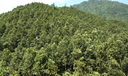 Ba Chẽ chuyển mình nhờ cây quế