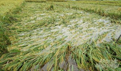 Nông dân thất thần khi lúa sắp gặt ngập trong nước