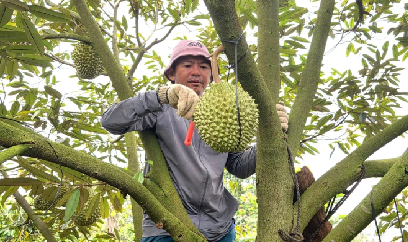 Nghề gõ sầu riêng