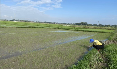 Chú ý sâu bệnh, dịch hại trên cây trồng vụ hè thu, vụ mùa