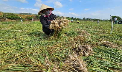 Tỏi Khánh Hòa chật vật khâu tiêu thụ