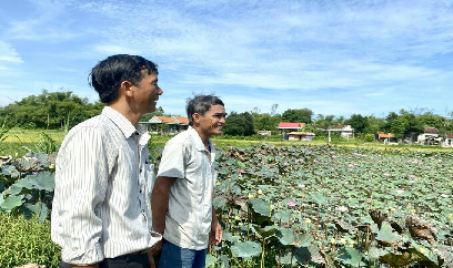 Chuyển đất trũng trồng sen, thu nhập cao gấp 3 lần trồng lúa