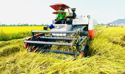 Lúa thu đông 'mở đồng' được mùa, lãi gấp đôi năm ngoái