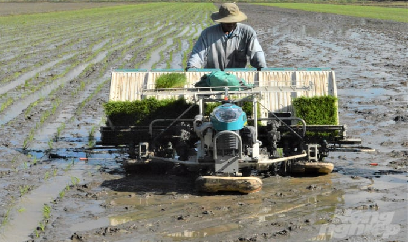 Kiên Giang tăng thêm 11 nghìn ha lúa thu đông so với kế hoạch
