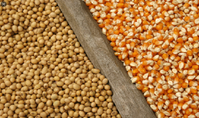 USDA dự báo xuất khẩu nông sản 2021 đạt kỷ lục