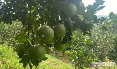 Chuẩn hóa vùng bưởi để xuất khẩu chính ngạch sang Trung Quốc