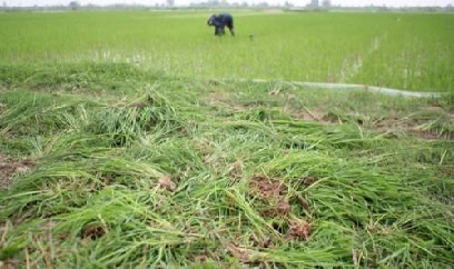 Nam Định: Lúa ma lây lan, gây hại cao hơn năm trước