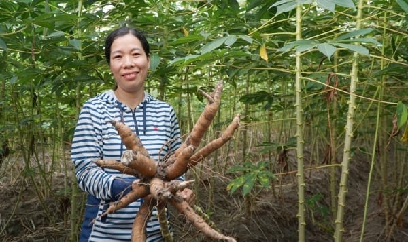 Thêm một giống sắn triển vọng kháng khảm lá, năng suất cao