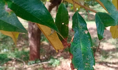 TRỪ CHÁY LÁ CÂY SẦU RIÊNG