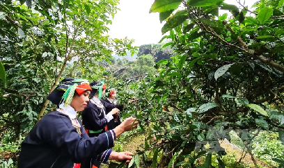 Bảo tồn, nâng tầm nông đặc sản Hà Giang