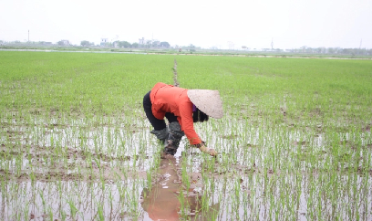 Tìm kế diệt 'lúa ma'