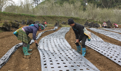 Bà con người Mông rộn rã vào vụ trồng cây dược liệu